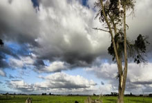 开云APP-西悉尼流浪者球迷现场助威，球队斗志昂扬