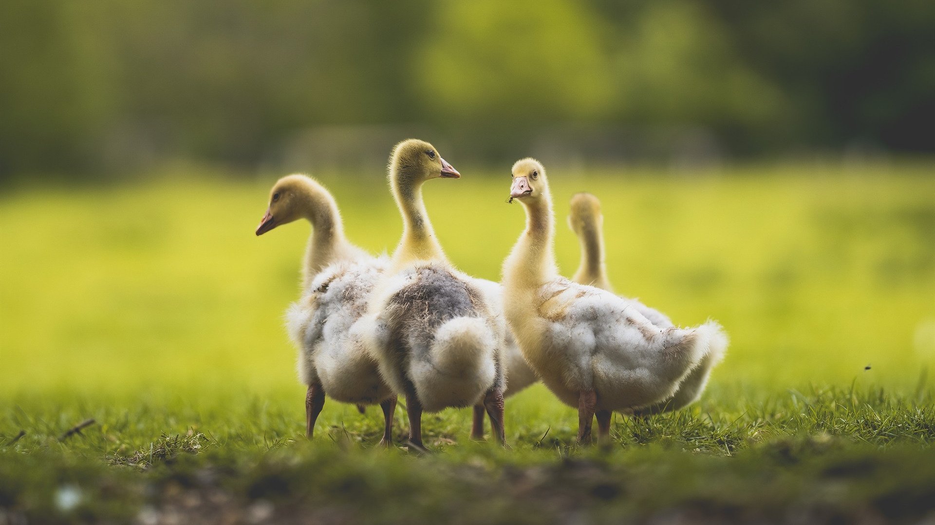 开云体育平台APP-努涅斯一锤定音，乌拉圭风暴踏平南非！