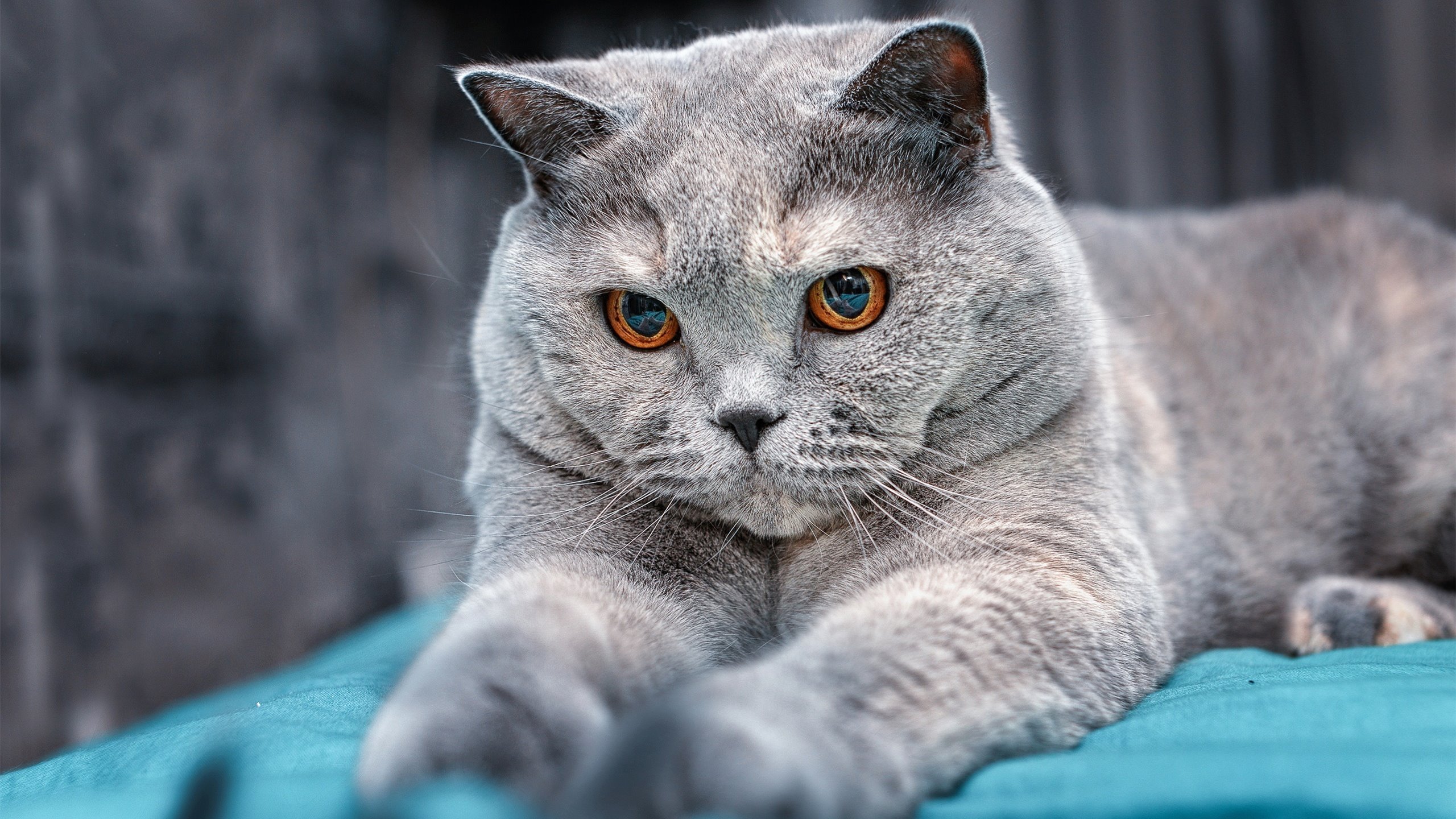 开云体育下载-蒂亚戈一箭定江山，马竞力克喀麦隆展现战术韧性