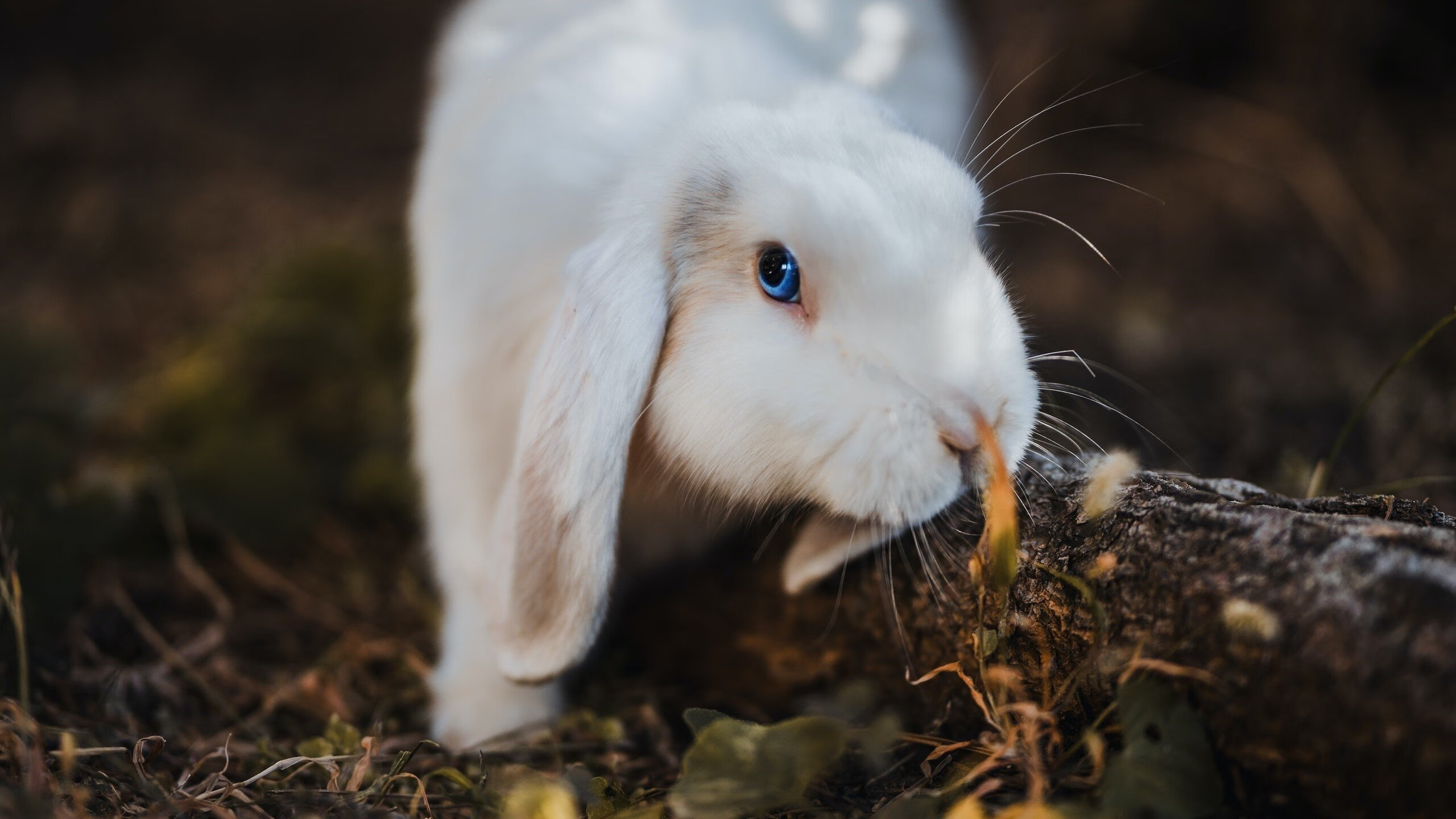 王座前的铁与火,当德意志国王碾过火箭的炽焰轨迹
