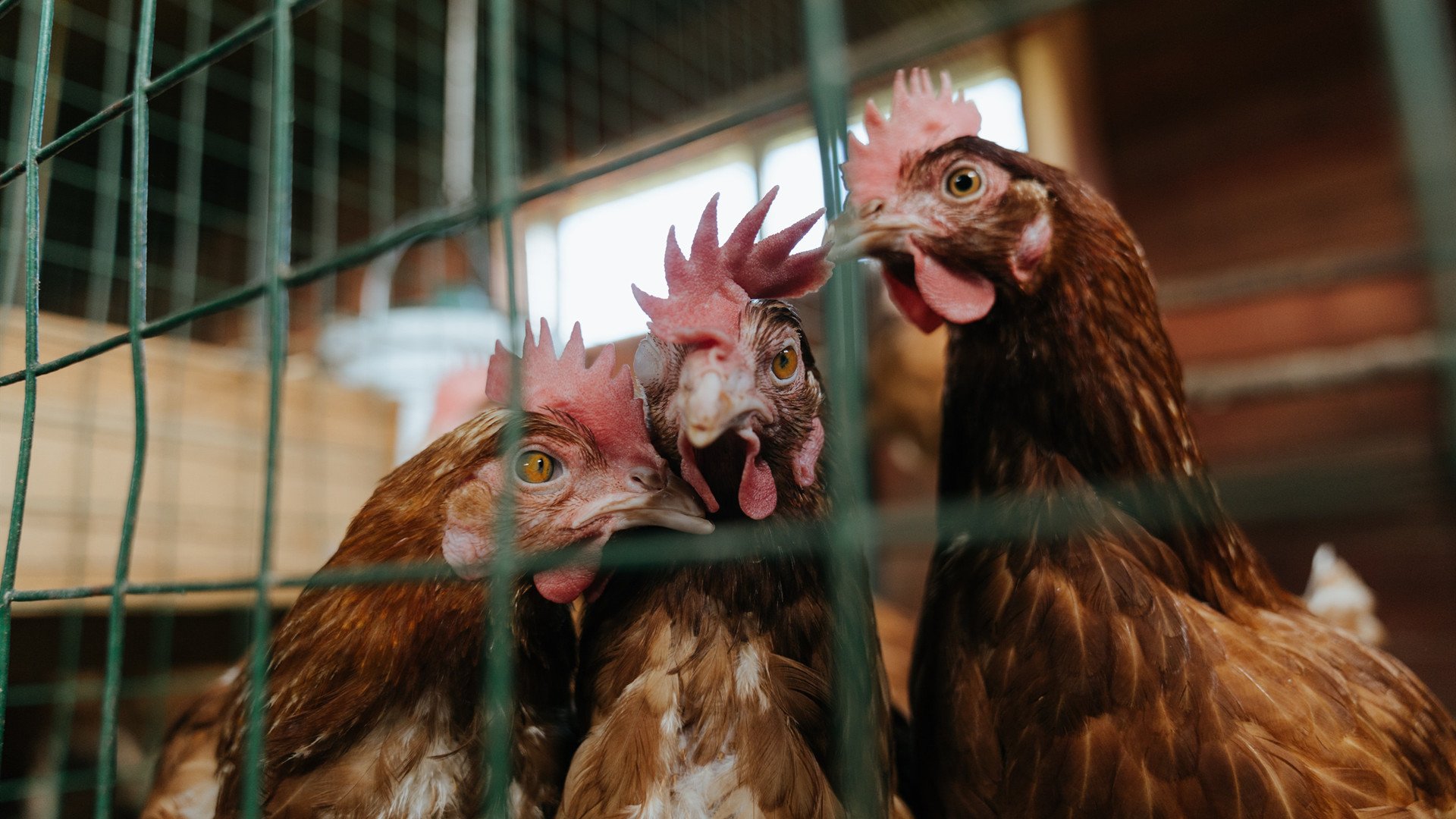 开云体育官方网站-末节狂飙！拉文天神下凡导演19分逆转，奇才主场掀翻快船