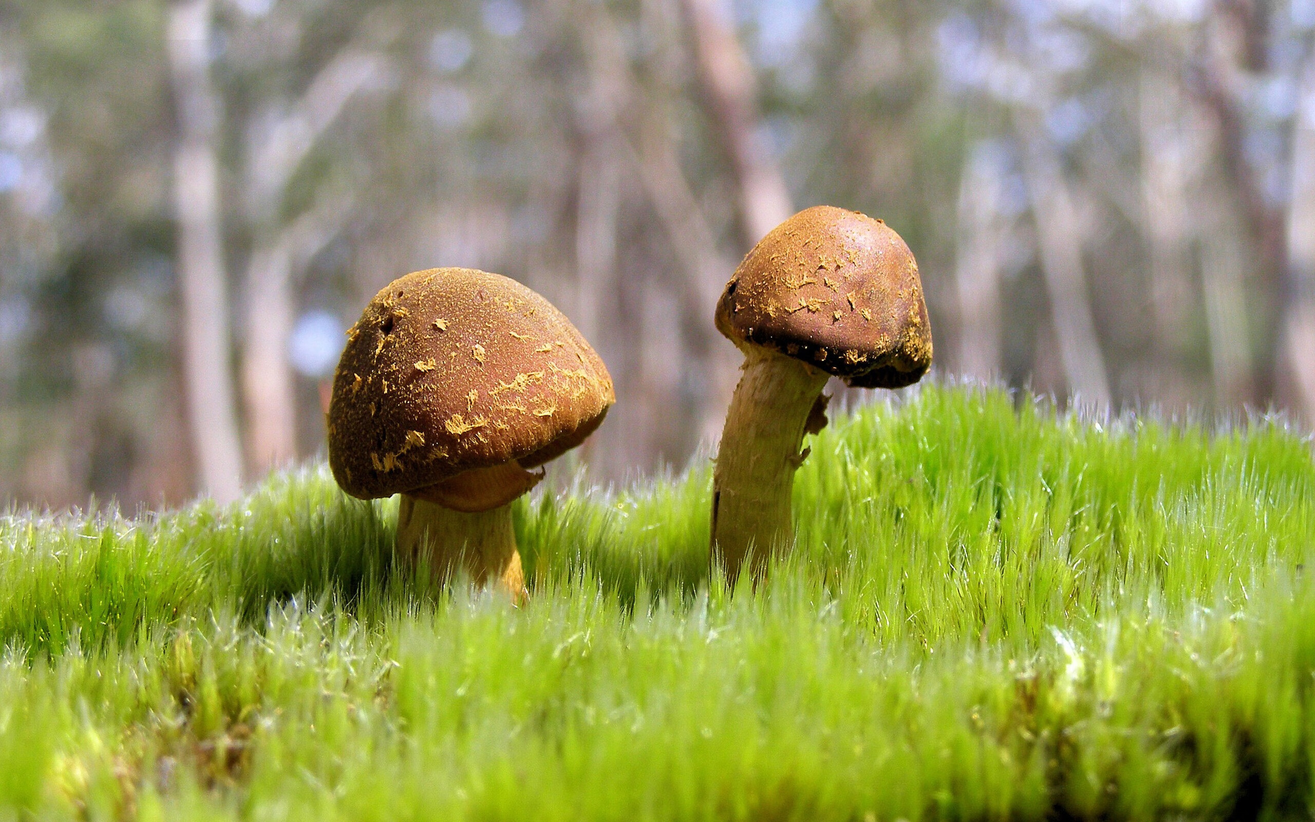 地狱归来的9号，当卢卡库的怒吼刺破勒沃库森夜空