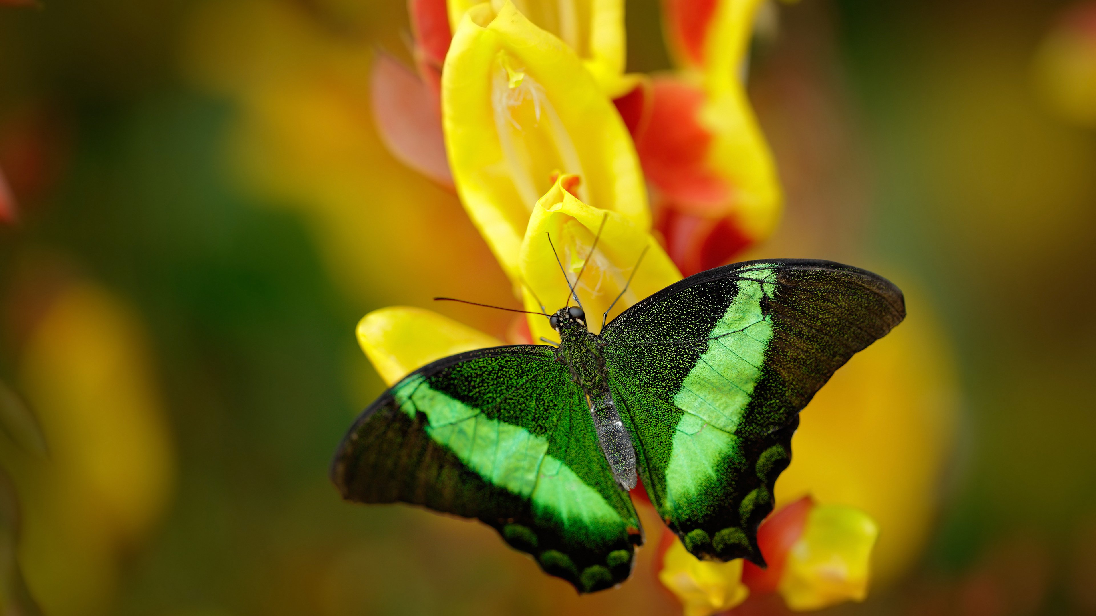 开云体育平台APP-中场巨塔，法比尼奥如何在国家德比之夜定义统治力