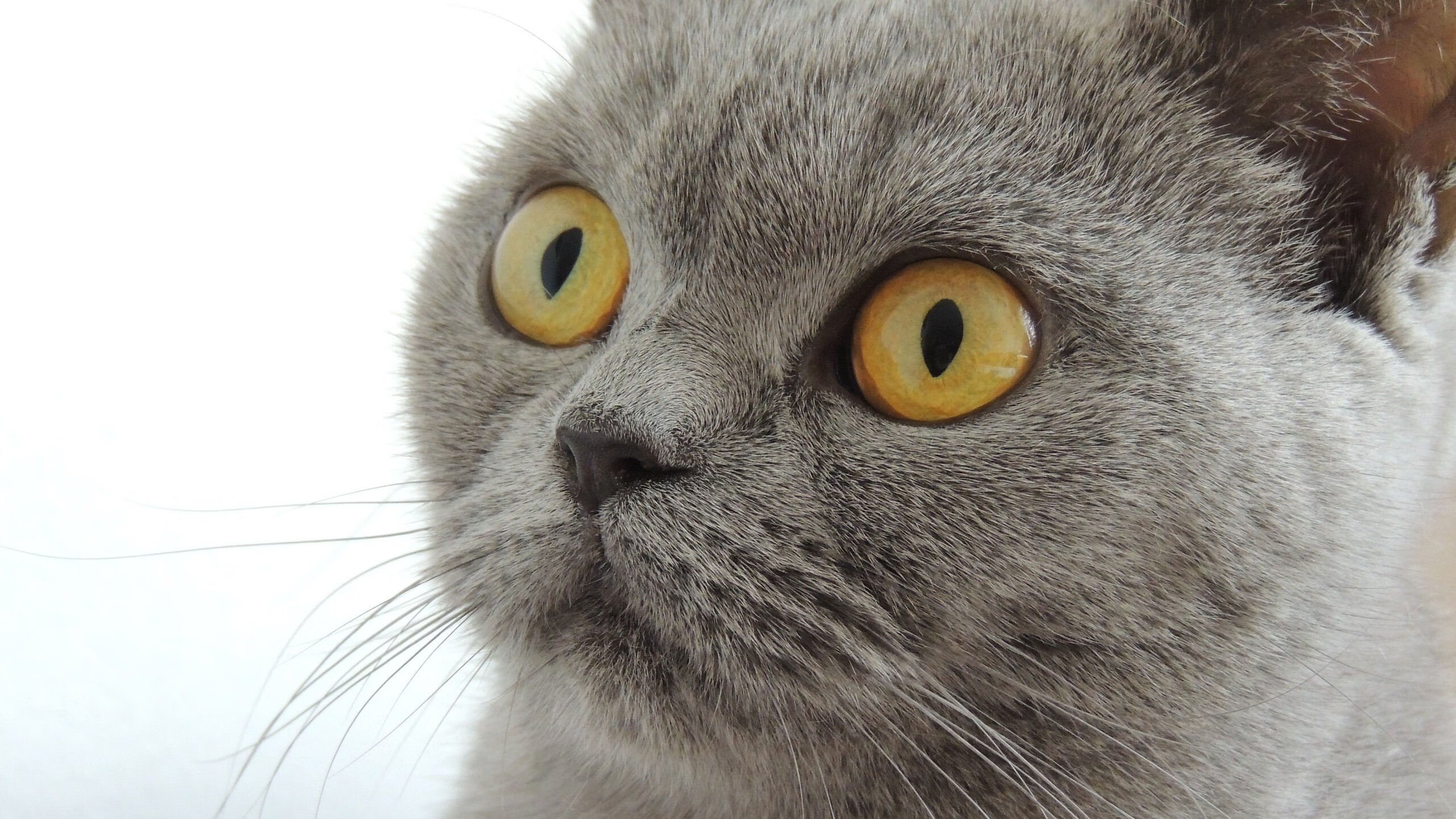 坎特完成里程碑之战,巴西足球艺术终结爱尔兰抵抗