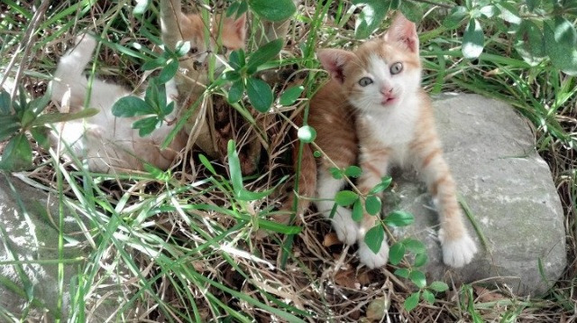 开云体育-欧文末节封神！鹈鹕惊天逆转76人，诠释关键先生真谛