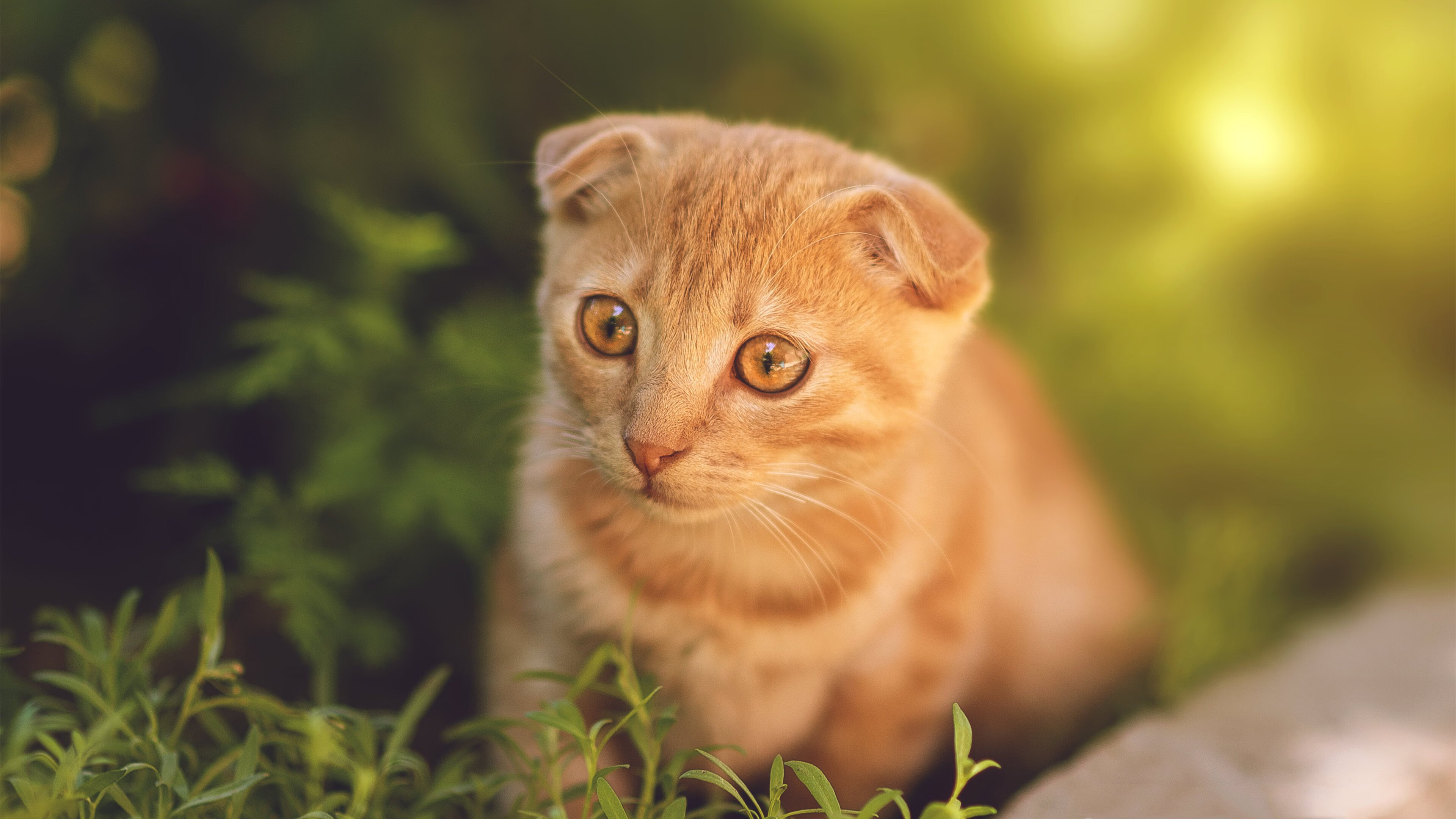 鏖战明尼苏达，德罗赞在冰与火中完全展现古典艺术的现代回响