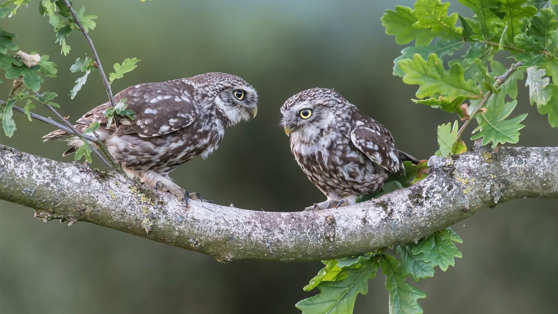 开云体育下载-荷兰强势压制阿根廷，格列兹曼闪耀制胜时刻