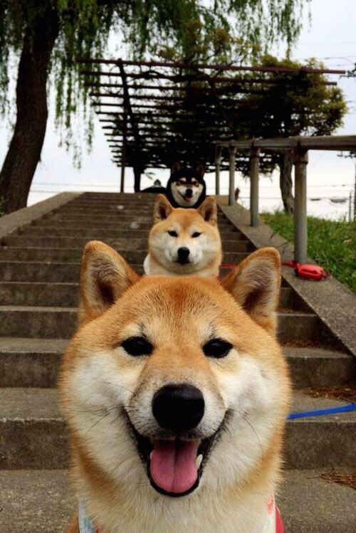 德国终结爱尔兰，年度焦点之战的辉煌胜利