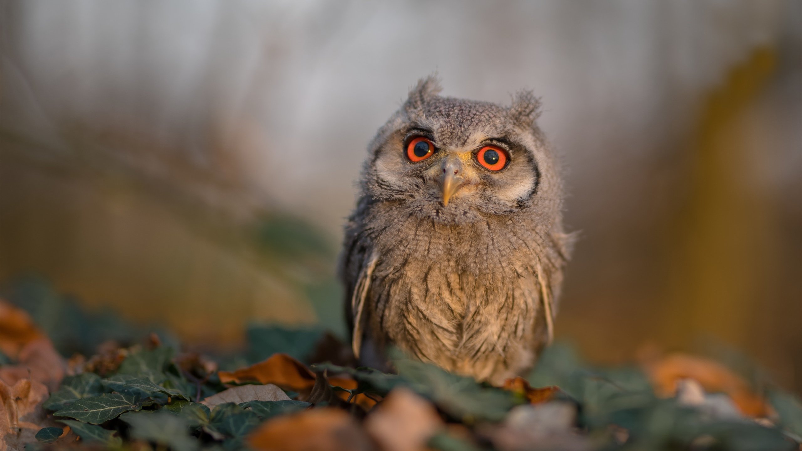 班凯罗封神之夜!勇士打穿奇才,他在世界排名争夺战中按下核按钮