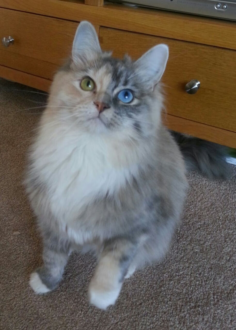 开云体育中国-活塞铁蹄踏碎黄蜂，伦纳德利刃出鞘锁定乾坤