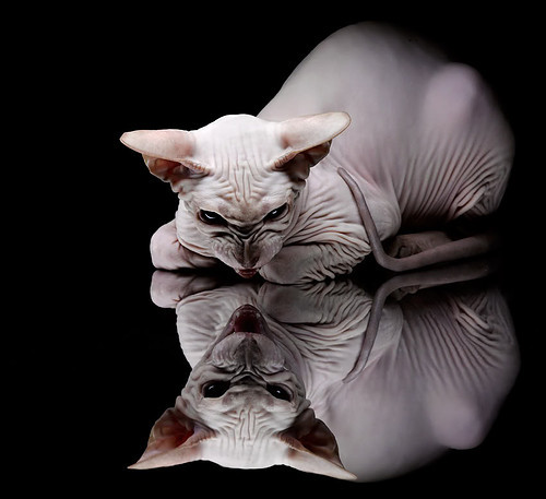 开云官网-拉文关键先生显威，广厦队生死战力克活塞