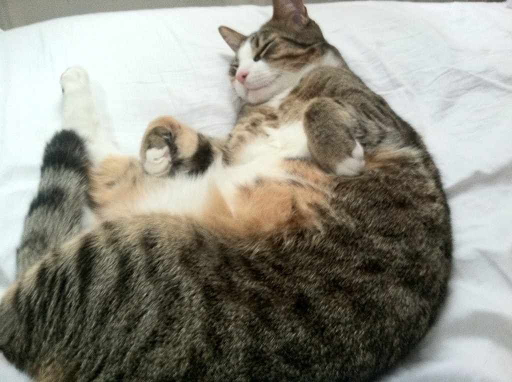 开云体育APP下载-逆流而上!戈麦斯欧冠封神夜,皇马踏过曼城废墟进军决赛