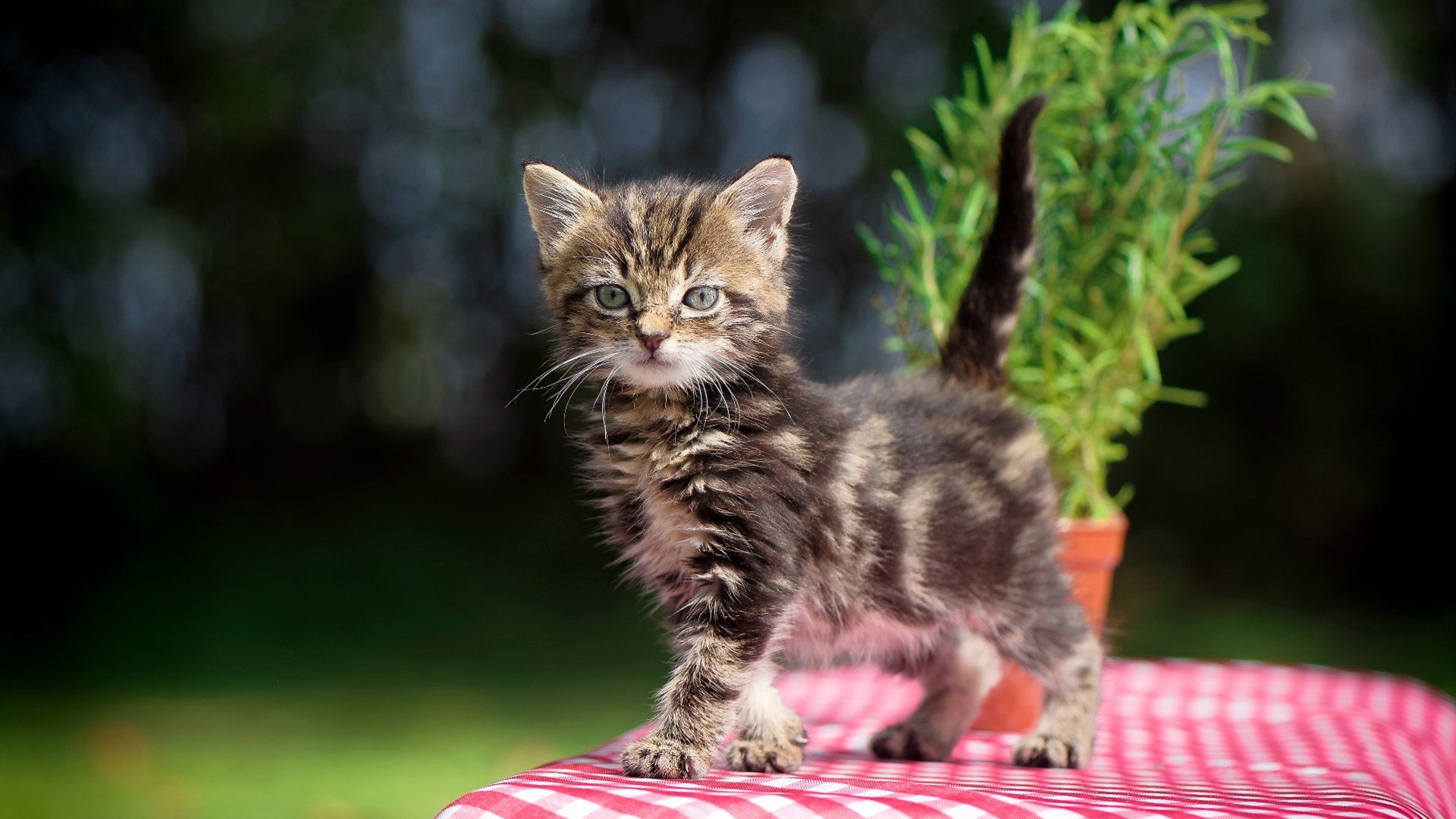 开云官网-福登末节接管比赛,比利时防守锁死韩国