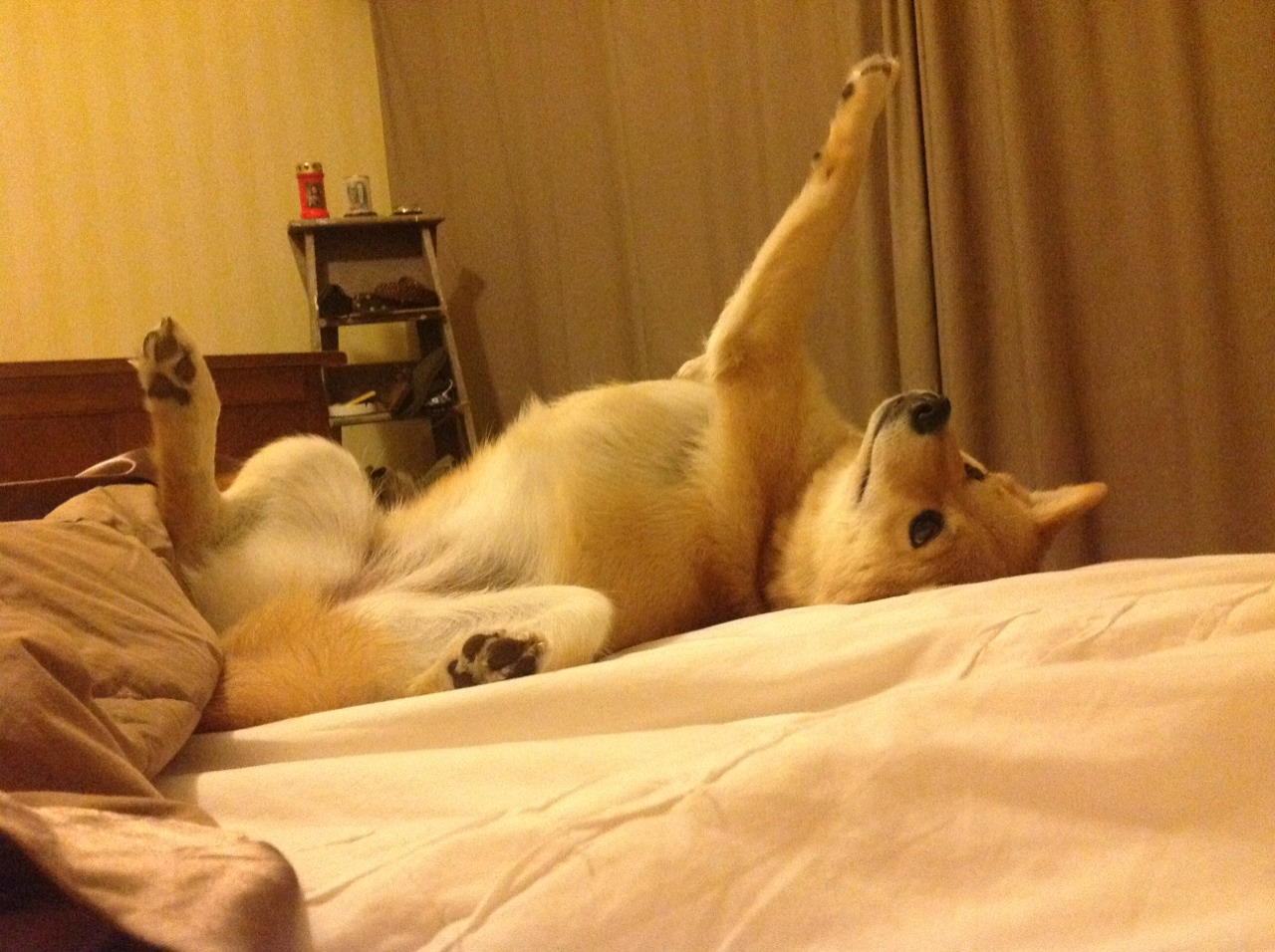 伦纳德攻防转换核心显威,凯尔特人强压森林狼战术解析